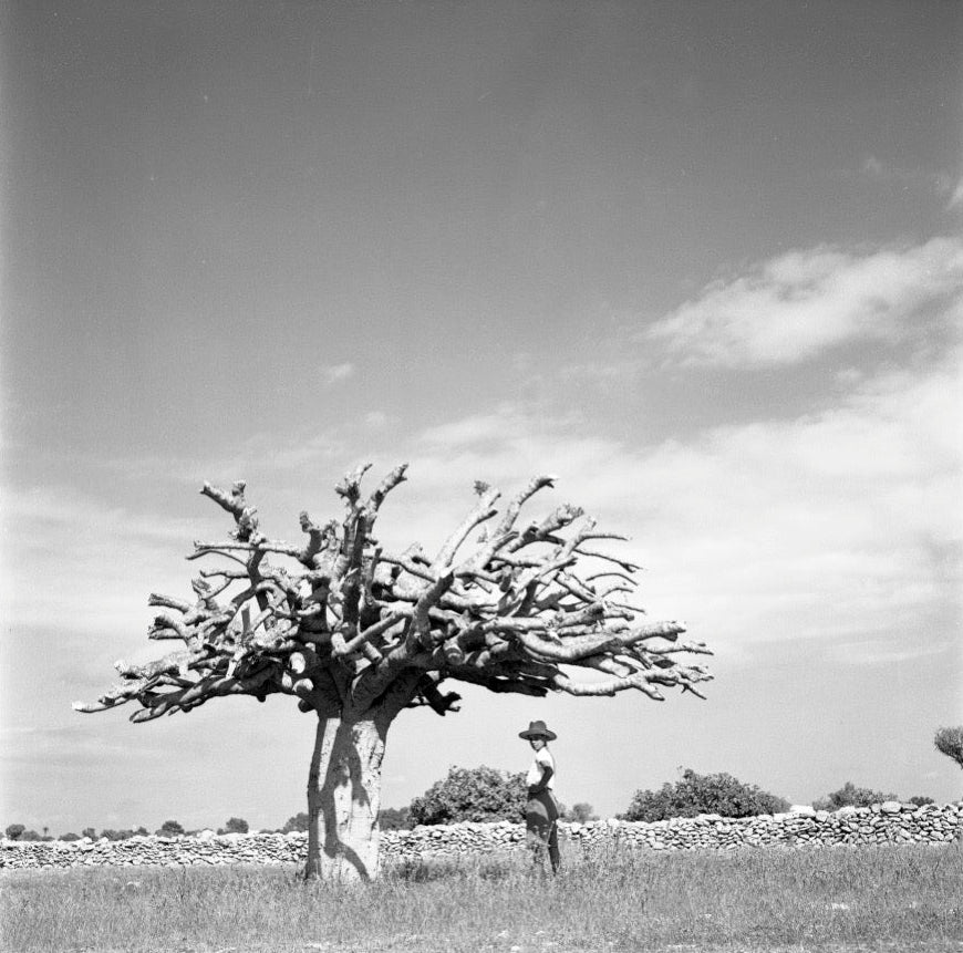 Bark Tree, Formentera